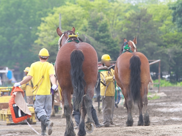 中央競馬 調教師試験